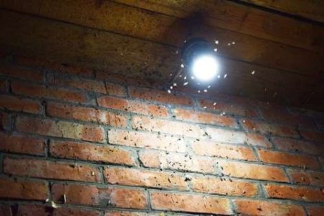 Nghiên cứu mới cho thấy đèn LED thu hút ít côn trùng hơn so với các loại đèn khác